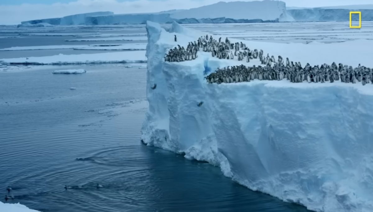 50尺高冰崖跳下水 小企鹅首次游泳震撼画面曝光