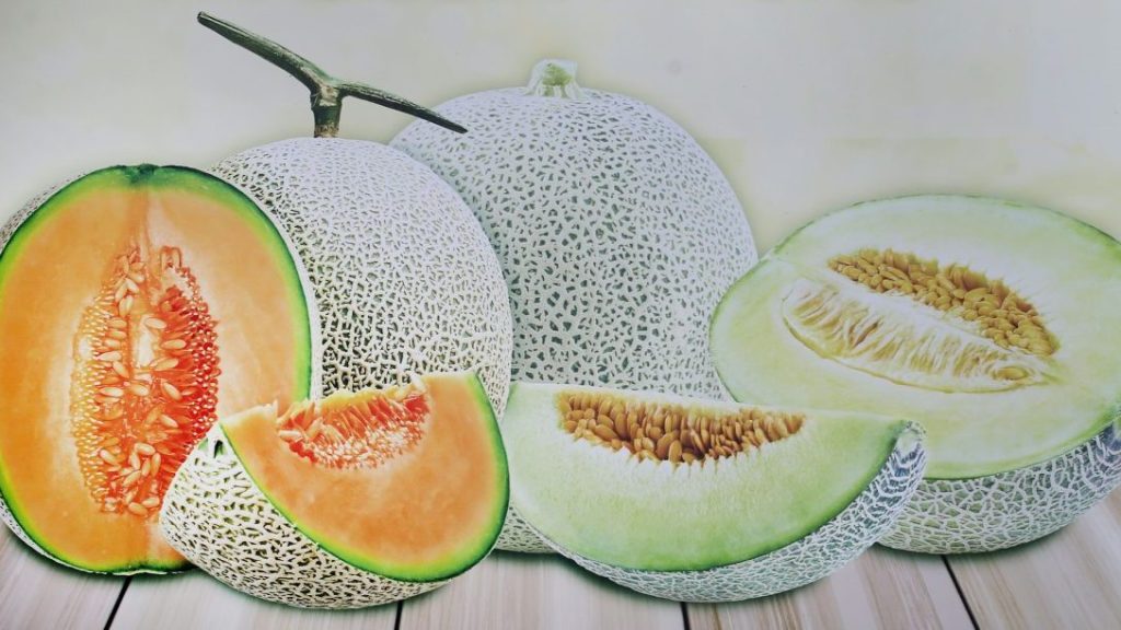 农的传人|李隆翔果园种日本网纹蜜瓜 开放采果 自产自销