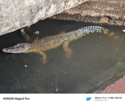 居民在脸书分享照片．百乐园排水沟有鳄鱼