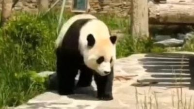 熊猫奶爸中国探亲  升谊邻居是明星