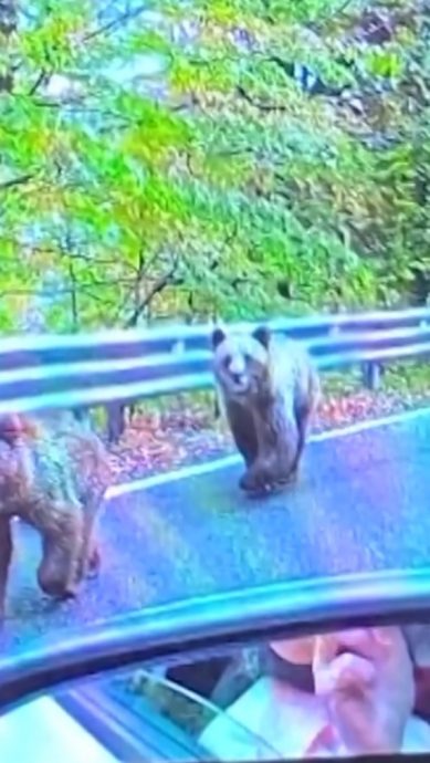 “以为它很友善” 游客遇野熊开车窗拍照 下一秒被咬伤