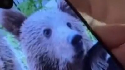 “以为它很友善”  游客遇野熊开车窗拍照 下一秒被咬伤