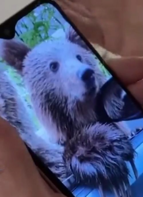 “以为它很友善” 游客遇野熊开车窗拍照 下一秒被咬伤