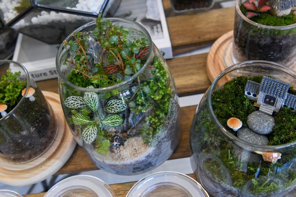 《​东游记》苔藓生态瓶，打造迷你玻璃微景观花园。