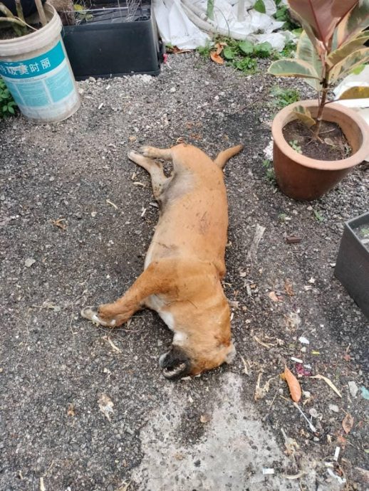 东：甘榜忠及唐人街至少20只流浪狗连续4天怀疑被人毒死，死状惨不忍睹。