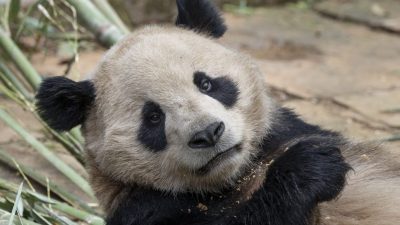 中国两只大熊猫将赴圣迭戈 开启10年旅居生活