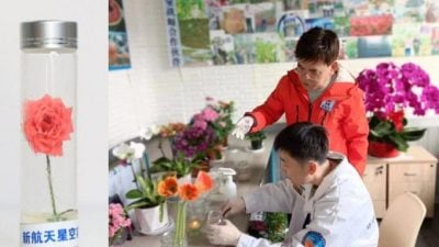 中国首批太空育种鲜花上市爆卖 火速售罄