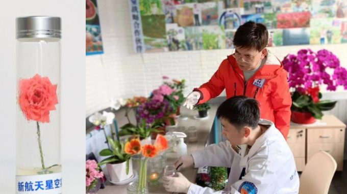 中国首批太空育种鲜花上市爆卖 火速售罄