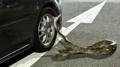 蟒蛇闯马路张口咬轮胎 男子指挥交通以免它被碾