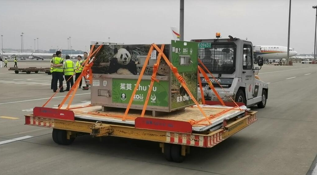 出发！大熊猫“金喜”“茱萸”启程赴西班牙