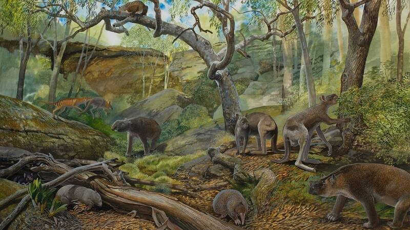 史前袋鼠之谜解开 澳洲发现3种巨型新物种