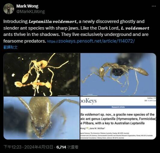 地底猎杀者“佛地魔蚁”澳洲发现新品种蚂蚁
