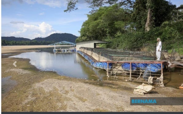 天气炎热河水干涸 河鱼大量死亡