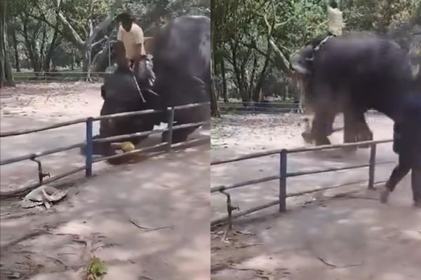 少年遭大象卷起重摔踩死　驯象师父亲目睹全程
