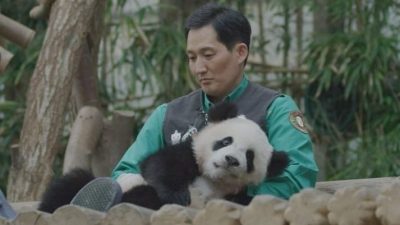 旅韩大熊猫“福宝”将拍成电影 《再见，爷爷》计划今年上映