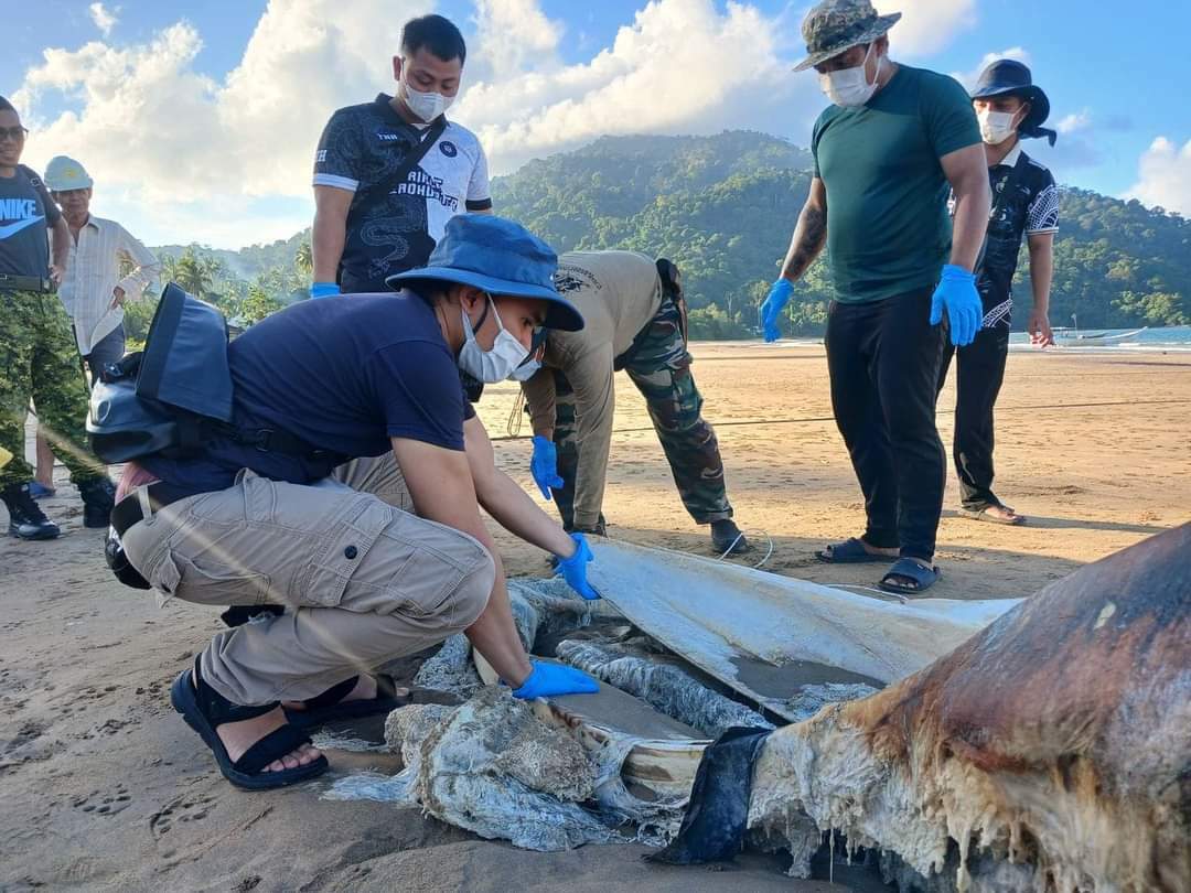昨日陈尸在马兰诺湾海滩的鲸鱼初步推断为布氏鲸