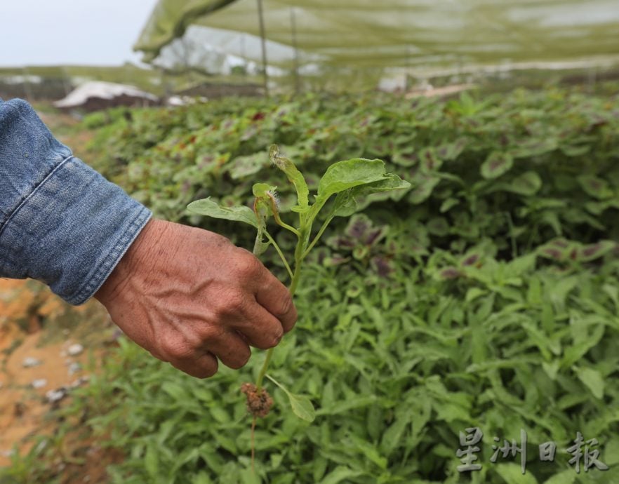 柔【特稿】天气热蔬菜产量过剩 菜农们苦等菜价回弹