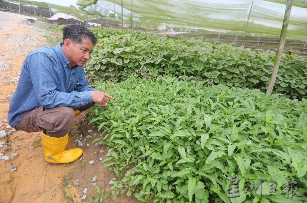 柔【特稿】天气热蔬菜产量过剩 菜农们苦等菜价回弹