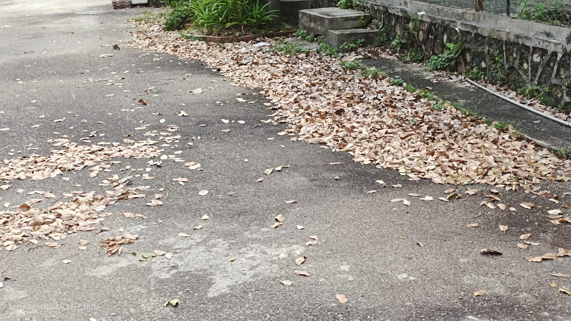 柔：【民生特工队】：武吉英达花园英达10/5路大树造成落叶堆积枯枝掉落砸物问题扰民