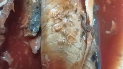 逾万公斤沙丁鱼罐头无进口准证   检验发现含异尖线虫