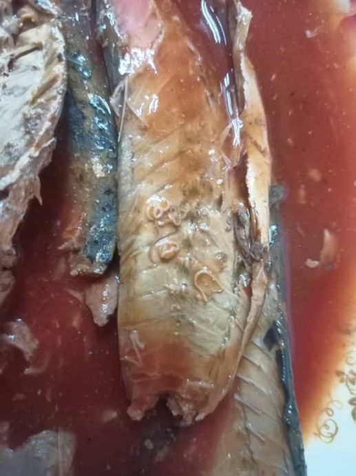 柔：沙丁鱼罐头无准证入口遭扣查，检验发现罐头含异尖线虫