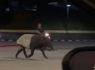 柔：马来貘出逃动物园 在新山市区闲逛被追捕