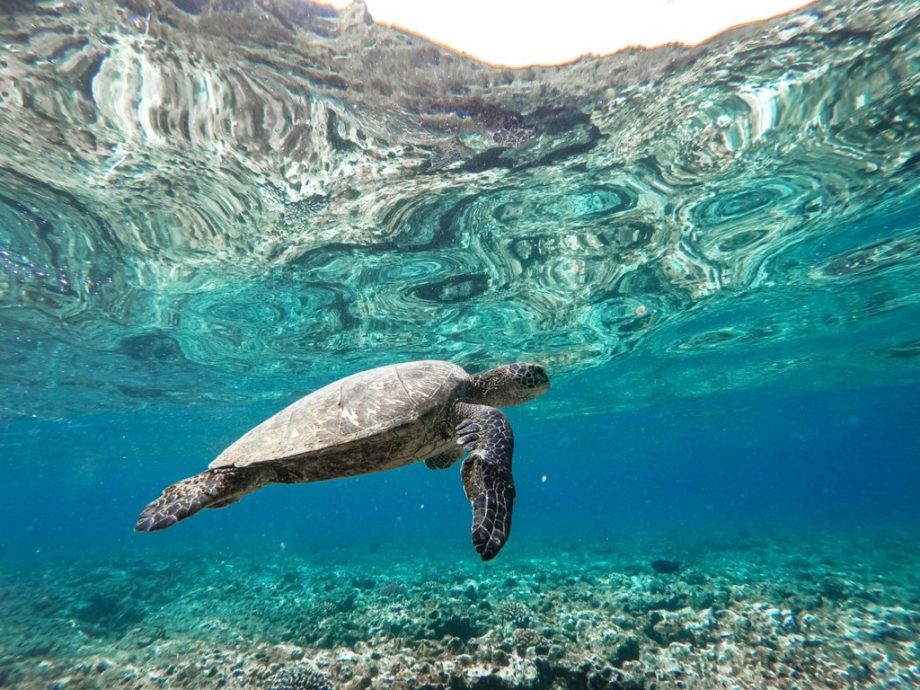 海龟吃海草、水母 有助于减缓气候变迁