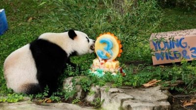奶爸也探访数熊猫      “升谊”邻居都是“明星”
