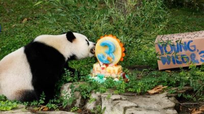 熊猫奶爸中国探亲  升谊邻居是明星