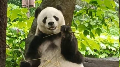 独家 | 熊猫界“冻龄美女” 奶爸探凤仪的妈妈