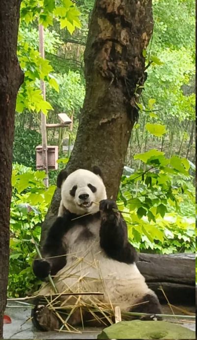 熊猫界“冻龄美女”  