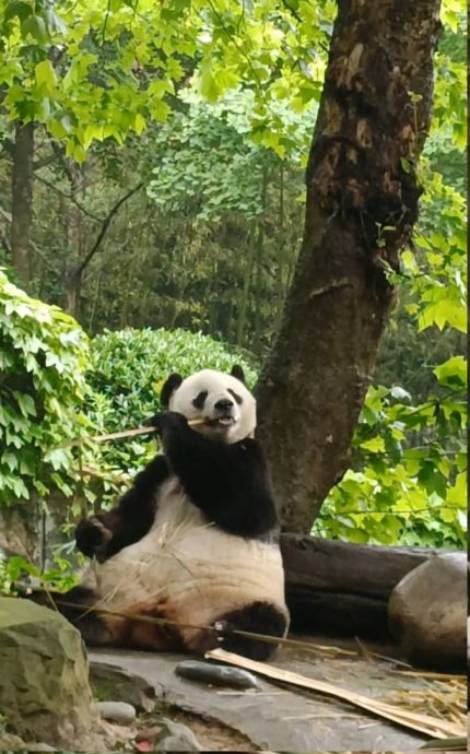 熊猫界“冻龄美女”  