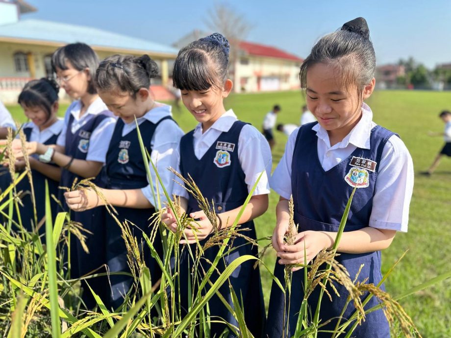 端洛百利华小学生好开心 校园栽种山米收割了