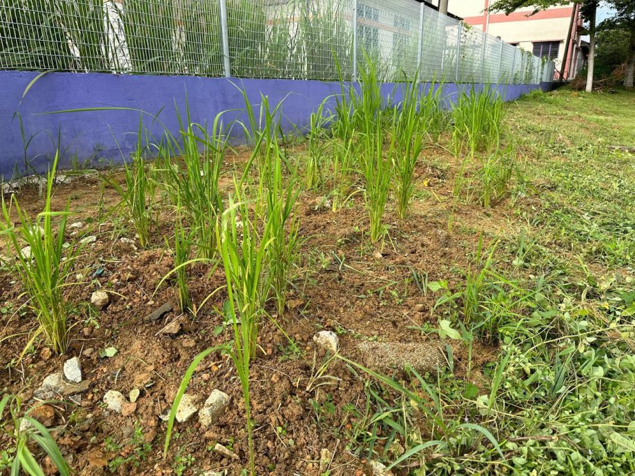 端洛百利华小学生好开心 校园栽种山米收割了
