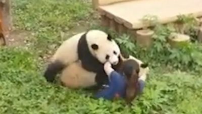 网红大熊猫扑倒压住保育员 动物园报平安