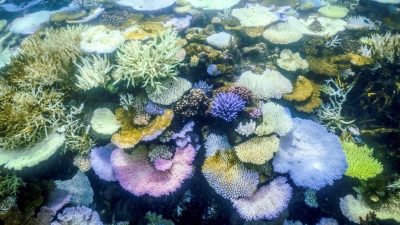 美机构：暖化使全球珊瑚礁出现第4次大规模白化