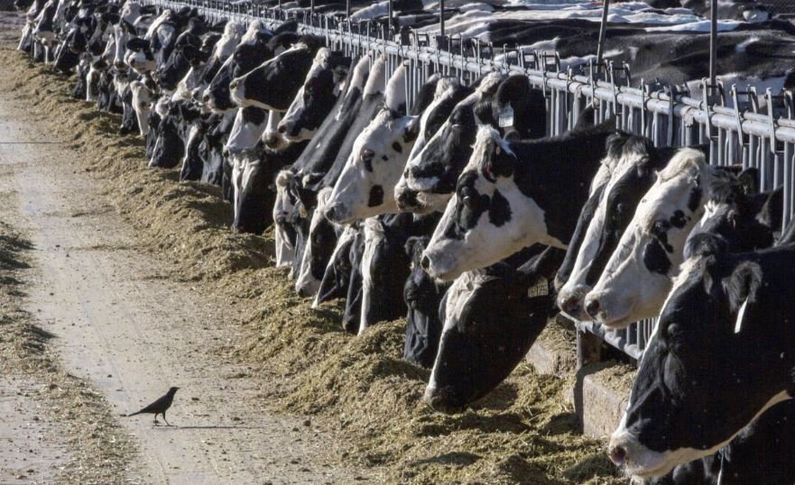 美民众接触奶牛染禽流感  首例牛传人！哺乳类恐互相传染  