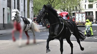 英皇家骑兵队马匹 伦敦市中心失控 至少5人受伤