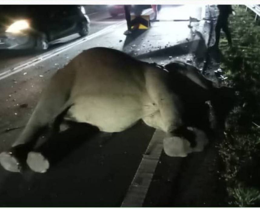  警：意外涉2车 司机乘客轻伤 大象突越马路遭撞及  