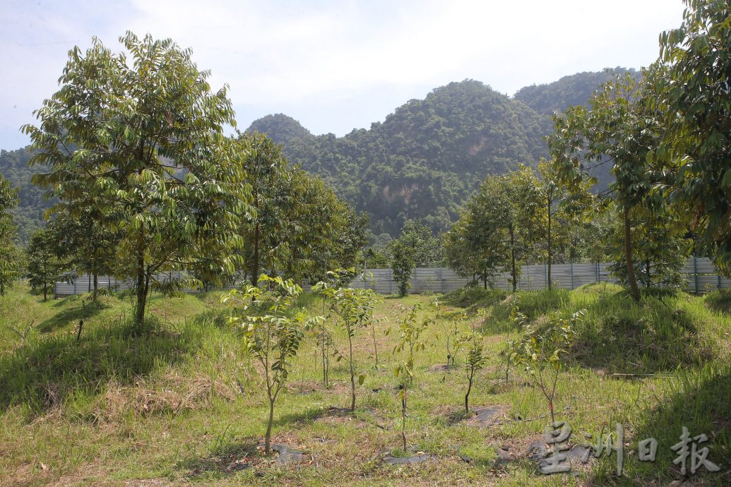 霹:农的传人／粪便不宜直接施肥 有机种植需时养泥