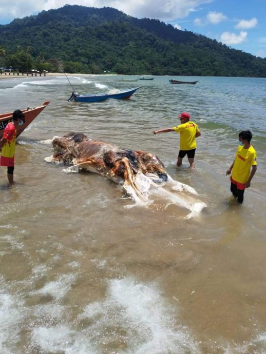马兰诺湾海滩惊见鲸鱼尸体，死因有待确认
