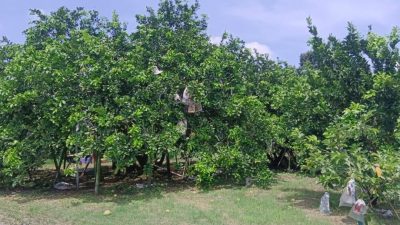 黄彩仪：解决土地合法性问题 政府地保留为柚子种植地