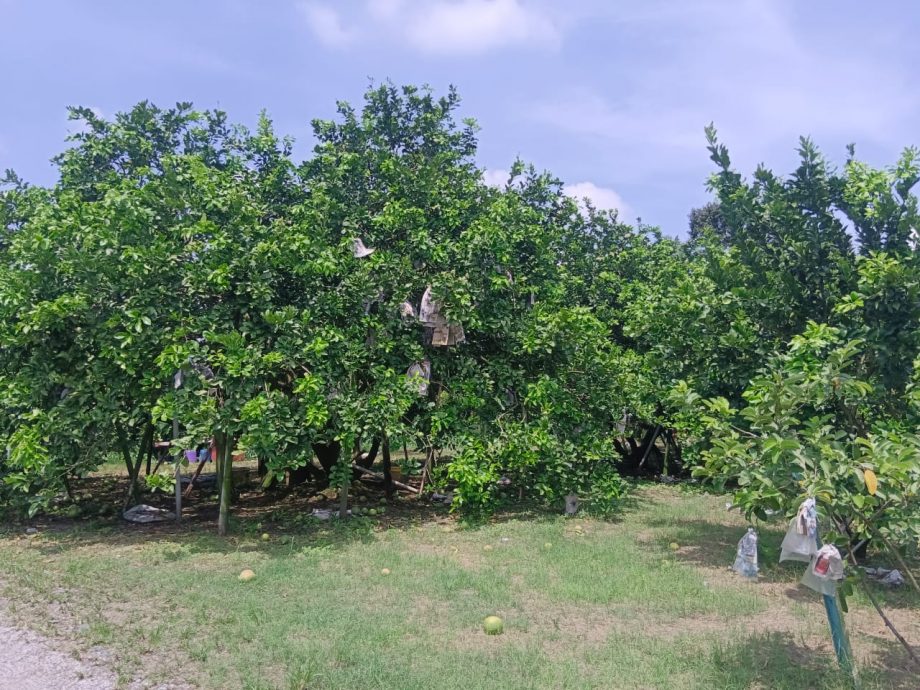 黄彩仪：解决土地合法性问题 政府地保留为柚子种植地 