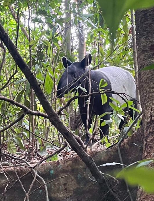 （全国版）马泰边境森林区有马来貘出没，泰南泰阪国家公园附近发现受伤马来膜