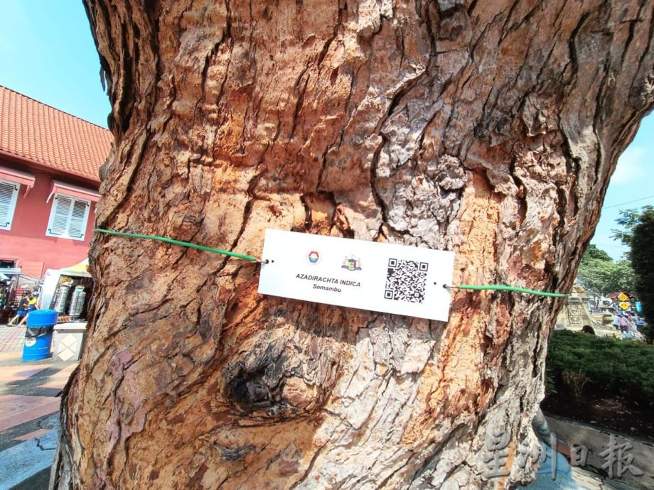 （古城第三版主文）树倒风险大或酿意外 刘志俍促增加修砍树木拨款