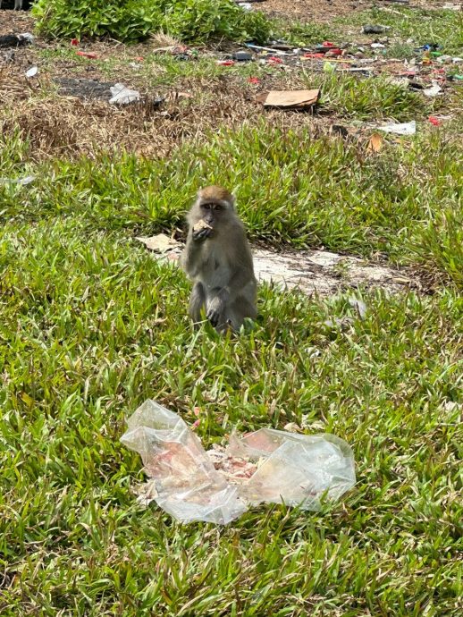 （古城第三版主文）马六甲柏淡那面对猴患问题 邓永森：喂养猴子可被罚500
