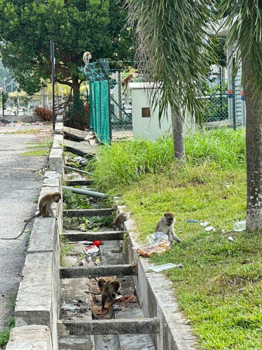 （古城第三版主文）马六甲柏淡那面对猴患问题 邓永森：喂养猴子可被罚500