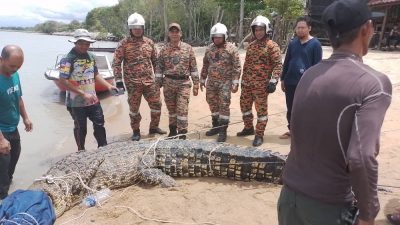 海边出没 渔民报警   捕获5公尺长鳄鱼