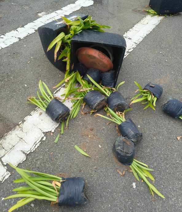 （大北马）亚罗士打市区的多个花盆摆设遭到蓄意破坏，市政厅贴文谴责破坏者的不良行为。