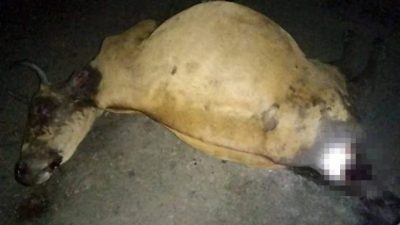怀孕母牛被老虎撕咬致死 居民发现时臀部已被吃掉！
